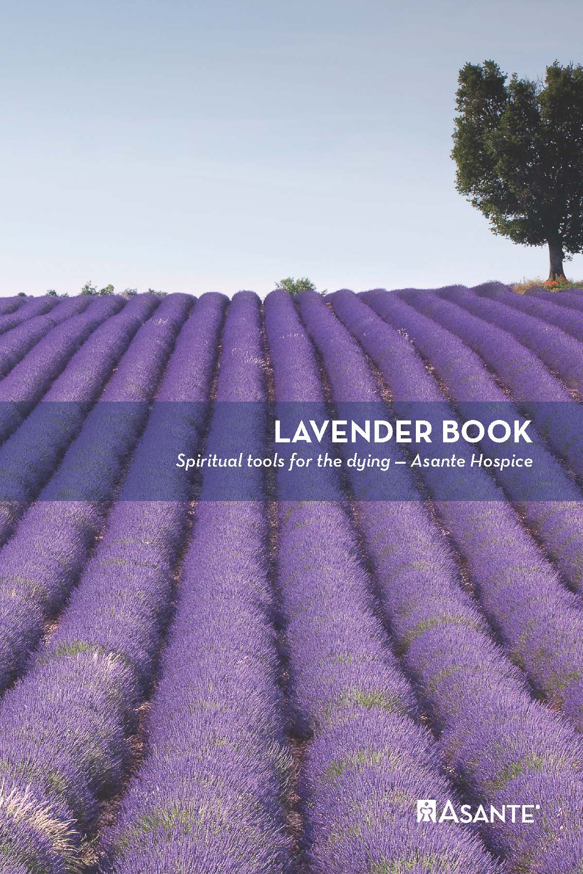 Field of lavender